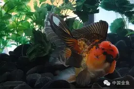 鱼病的高发期到了，怎么办？图片