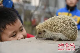 郑州小男孩街头遛刺猬 巡防队员将其“收缴”放生图片