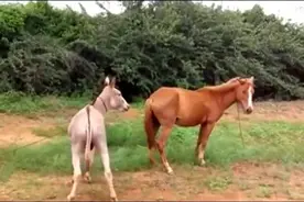 大开眼界，家养倔驴看上野生红马，都被踢了还不肯走视频封面