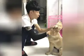 主人亲了狗狗一口，结果发现味道不对，把狗狗逼到墙角狠揍一顿！
