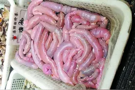 当季"海肠子"价高量少真稀罕图片