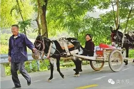 图说毛驴与庆阳山里人的情结图片