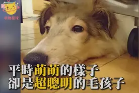主人想玩躲猫猫自己偷偷消失衣柜里牧羊犬紧张上演灵犬莱西找主人视频封面