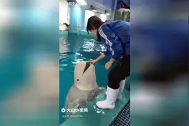 原来海豚还可以这样玩视频封面