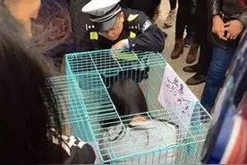 女孩蜷缩狗笼出售标价50元 系行为艺术网友大呼不能理解图片