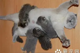 猫要生了怎么办 猫窝放在安全安静的地方图片