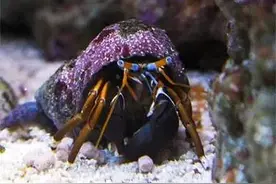 海缸除藻生物篇~图片