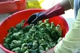 小鸡染色视频曝光 撒染料搅拌过程残忍图片