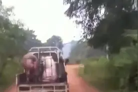 体型庞大的公猪，坐小车去找母猪！视频封面
