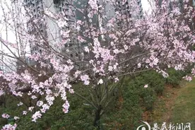 娄底城区桃圃街桃花迎来最美赏花季图片