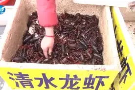 小龙虾抢"鲜"上市 量少价格有点贵图片