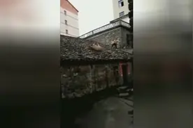 看眼界了，闷闷牛上房揭瓦！你是吹上去的吗视频封面