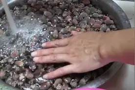 2分钟学会泡制棯子酒, 这样泡制出来, 好喝又健康