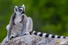 狐猴：我很萌，难道这应该是我受伤的理由？图片