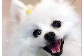 训导|狗狗为什么喜欢咬主人的手？爱要咬手该怎么办？图片