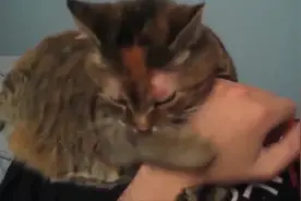 猫咪抱着主人的手臂却咬自己的爪子，边咬边嚎叫，就问你怕不怕