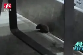 恶心！网曝网红奶茶店惊现老鼠？！店员：店内确实出现过老鼠