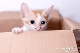 萌化你的星期一：肥猫养成记 & 拍猫心得图片