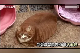 体重达20斤的猫胖，十个橘猫九个肥，还有一个特别肥
