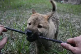 中华田园犬，小时候可爱、长大了帅气，感觉比外国犬颜值都高视频封面