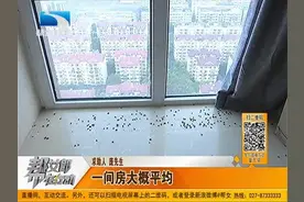 新房里到处都是死苍蝇，疑似顶楼鸽子笼作怪视频封面