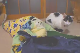 主人把旧衣服剪了，给猫咪们当睡袋！