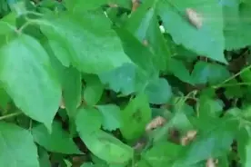 国外知了没人吃，不用去树上抓，几分钟就抓满一盘