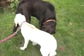 两只恋爱的拉布拉多狗狗，黑白配！一大一小超可爱