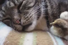 小鸡跟着胖猫一天睡十几个小时，真爽