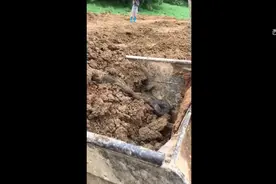 挖掘机在一个棺材中挖出了条大蛇 最后被村长提回家炖着吃了！视频封面