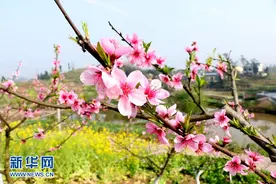 三月桃花惹人醉图片