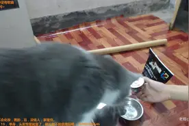当猫遇见罐头，紧紧抱着罐头喵喵叫，好像在说这是我的一样