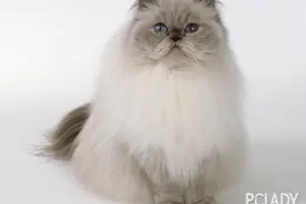 猫爬架的常见款式及特点介绍图片