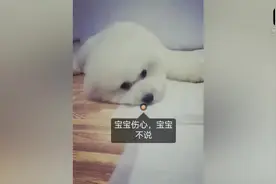 狗妈妈不让狗狗去看刚出生的宝宝，狗狗流下了委屈的泪水！