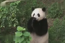 中国大熊猫在国外成明星被追捧，一年就为英国动物园挣一亿元！视频封面