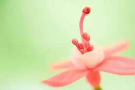 你猜我手里有几块糖，猜对了两块都给你视频封面