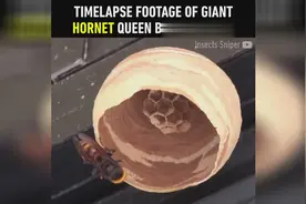 马蜂筑巢全过程，跟3D打印机似的！视频封面