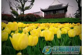 五彩缤纷鲜艳夺目 南通啬园25万株郁金香提前开放图片