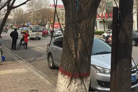 钢丝勒进树身 市民呼吁快松绑图片