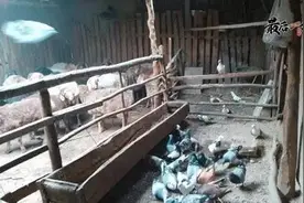 当鸽子和羊住在一起后图片