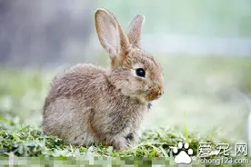 养兔子容易得什么病 兔子常见的5种疾病图片