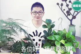 把这个垫在花盆底部，不烂根不黄叶，花卉长得又壮又绿
