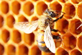 动手试试：用平面在正方体上截取一个正六边形截面