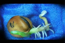 延时拍摄蚕豆发芽全过程，很震撼！视频封面