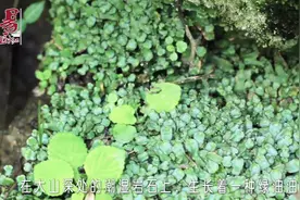 意外被烫伤烧伤怎么办？用它治疗急救不留疤，一分钟止痛不红肿视频封面