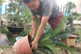 盆栽铁树的上盆与换盆，都是有技巧的，可惜很多人不知道！视频封面