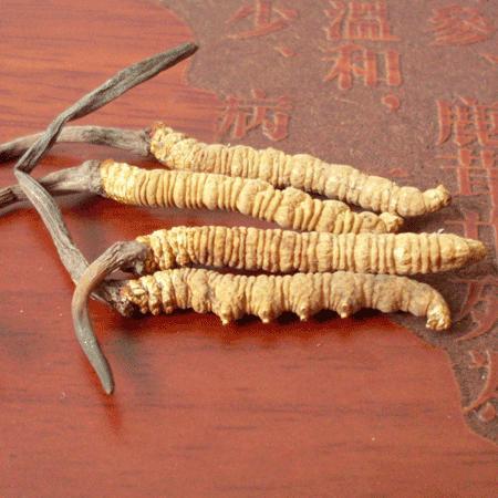 虫草里边含有的这些人体必备的氨基酸 别的药材里边都没有