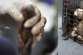 震撼人心！动物收容所不敢告诉你的真相！图片