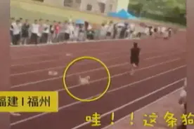 被狗虐了！大学运动会一只狗自己跑完4x100米！还跑了个第三名！视频封面