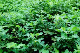 咳嗽痰多，用它泡水喝，只要60克！3次就见效！